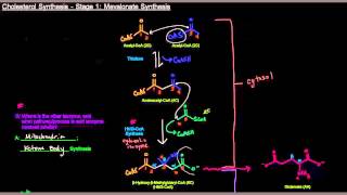 Cholesterol Synthesis Part 2 of 6  Stage 1 Mevalonate Synthesis [upl. by Cirala544]