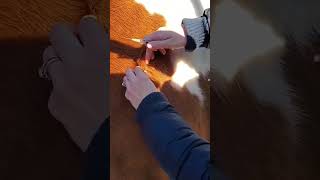 Subcutaneous injection in cattle  How to give SC injection in cattle [upl. by Fabien]