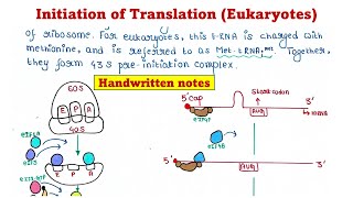 Translation in Eukaryotes  Initiation [upl. by Getter]