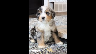 12 Week Old Bernedoodle Puppy Training [upl. by Artep]