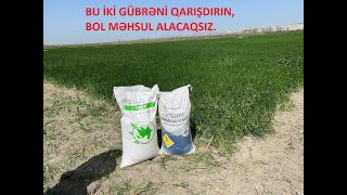 Ammonium nitrat və karbamid gübrəsinin qarışdırılma zərurəti [upl. by Kassey]