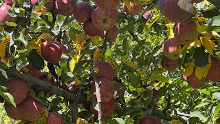 How Winter Cover Crops Reduced Fungicide Use in My Orchard  Brassicas vs Fungal Spores [upl. by Biagi]