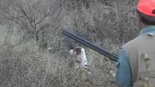 Hunting Mearns Quail Episode VI [upl. by Johny]