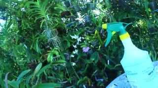 ORCHID GROWING TIPS  FERTILIZING WATERING POTTING MEDIA [upl. by Harpole]