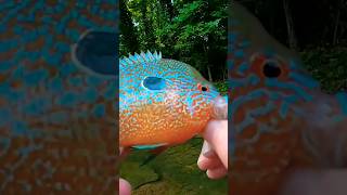 BRIGHTLY Colored Longear Sunfish Catch From A Creek 👌👌👌 Shorts Fishing [upl. by Parrie869]