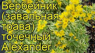 Вербейник точечный Александр Краткий обзор описание характеристик lysimachia punctata Alexander [upl. by Thordia]