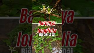 Barclaya longifolia in nature  Biệt liên lá dài caythuysinh Barclaya Nymphaeaceae AquaticPlants [upl. by Rumit]