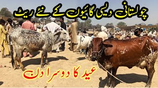 Cholistani Sahiwal Desi Cow Price In Pakistan Luddan Cattle Market  Dairy Cattle  Dairy Farming [upl. by Yruok]