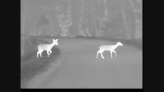 Thermal Imaging  Fallow Deer  Brown Hare and Fox [upl. by Schrick]