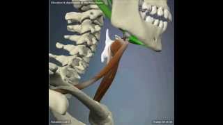 Elevation and Depression of The Hyoid Bone [upl. by Atirehs456]