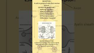 brain signalling l spinal cord l reflex arc l receptors [upl. by Etteiluj]