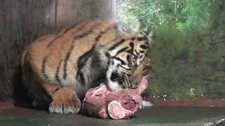 Tiger cubs at Chester Zoo [upl. by Morra]