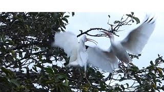 White Ibises Battling [upl. by Yrrol]