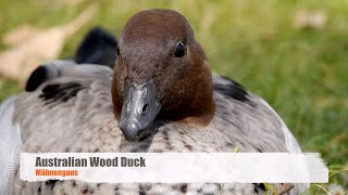 Australian Wood Duck Chenonetta jubata ♂ [upl. by Neila]