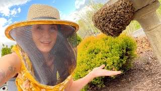 Honey Bee Swarm Takes Over A Bird Bath [upl. by Sterling]