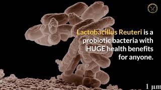 Lactobacillus Reuteri Health Benefits 6 Power Reasons to Take This Probiotic [upl. by Bardo]