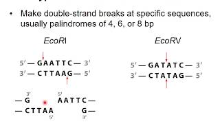 Recombinant DNA technology 5  Plasmids restriction enzymes and ligation [upl. by Aym]