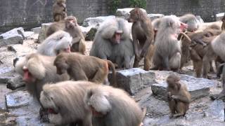 Baboon Feeding  Bavianen Voederen [upl. by Akahc]