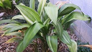 Cast iron plant Aspidistra elatior  Plant Identification [upl. by Germano]