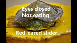 A redeared slider had swollen eyes and no appetite 5 days ago [upl. by Hare194]