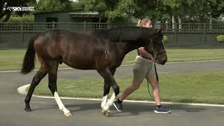 WINDSOR PARK STUD  2024 NZB YEARLING SALE PREVIEW [upl. by Loats889]