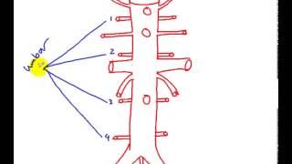 abdominal aorta [upl. by Monro]