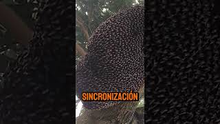 Paneles de Abejas El Arte de la Sincronización [upl. by Barta]