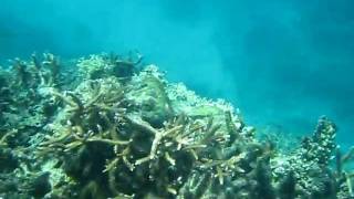 White Tip Shark Matamanoa Island Fiji Part 1  6609 [upl. by Lombardy144]