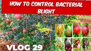 How to control Bacterial blight [upl. by Kati603]