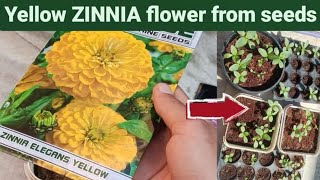 Growing zinnia from seeds  Zinnia flower growing step by step [upl. by Kuhlman865]