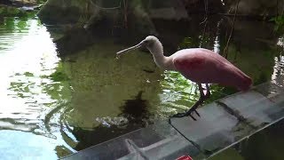 Amazon Rainforest Gallery at the Smithsonian National Zoo 73017 [upl. by Annemarie867]