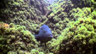 Lets dive in lost Atlantis  Mero  Dusky grouper Epinephelus marginatus FloresDiveCentercom [upl. by Schnorr763]