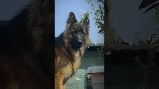 love 👉 LIGER 💯 🖤🎖️ dog pets doglover dogowner pets lovesong lovesong love ligertrailer [upl. by Clemmy136]