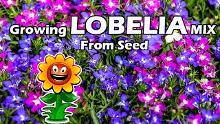 Growing Lobelia Mix From Seed  Lobelia Seeds How To Grow [upl. by Wrand898]