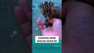 KASIHAN ANAK MACAN AKAR INI 🥺🥺 [upl. by Nahtonoj]