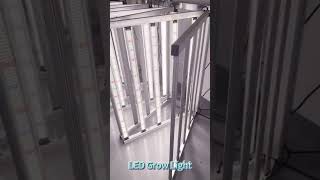 LED Grow Lightledgrowlights ledlighting fullspectrum [upl. by Nomyar]