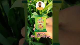 Abhimanyu Jivan  manganese sulphate  agriculture wheat trending short reels trandingshorts [upl. by Luckin]