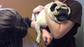 dramatic pug hates having his nails clipped [upl. by Grewitz]