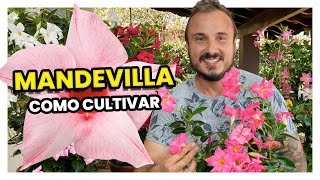 Tudo sobre a MANDEVILLA  Como cuidar e estimular a floração [upl. by Leede]