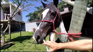 COMO VERMIFUGAR CAVALO VERMIFUGAMOS NOSSOS CAVALOS MANGALARGA MARCHADOR MINHA TROPA [upl. by Ledba]