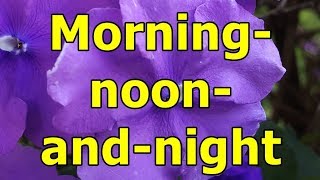 Morning noon and night  Brunfelsia pauciflora  HD Video 01 [upl. by Ynehteb]