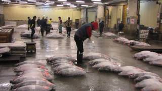 Tokyo Tsukiji Fish Market and the famous Tuna Auction [upl. by Frechette]