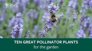 Top 10 plants for pollinators  The RHS [upl. by Ianaj]