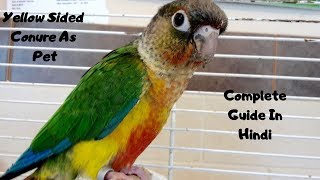 Yellow Sided Conure As Pets  Complete Guide In Hindi [upl. by Zacarias]