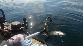 Puget Sound Kayak Coho Fishing 3  epic mistake of not reading the rules [upl. by Shaum]