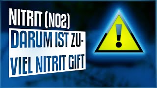 🐟 💦 Grundwissen Aquaristik Nitrit NO2 im Aquarium [upl. by Asel]