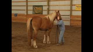 Teaching a Horse to Disengage Hindquarters with Holistic Horse Trainer Missy Wryn [upl. by Anitsua]