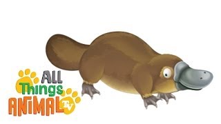 PLATYPUS   Animals For Kids  All Things Animal TV [upl. by Leipzig235]