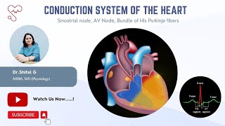 Conduction System of the Heart  Sinoatrial node AV Node Bundle of HIs Purkinje fibers [upl. by Rika359]