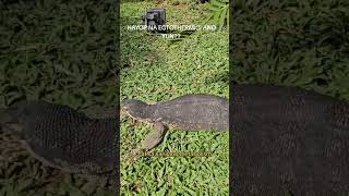 Ano ba ang ectothermic o cold blooded animals e animals reptiles watermonitor [upl. by Cyprus756]